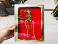 长白山林下参礼盒单支