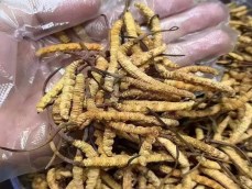 西藏大虫草