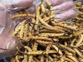西藏大虫草
