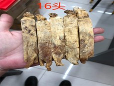 朝鲜高丽参
